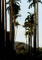 Botanischer Garten 2 
